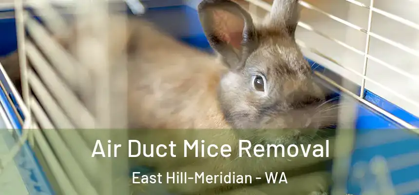  Air Duct Mice Removal East Hill-Meridian - WA